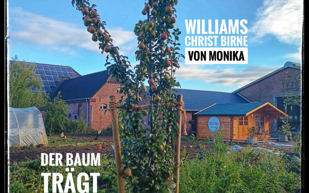 Susis Obst aus Permakultur: Natürlich, vielfältig, nachhaltig