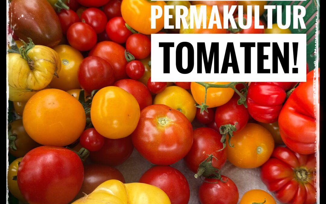 Eigene Tomaten aus Permakultur – ca. 80 alte Sorten von Susi’s Farm